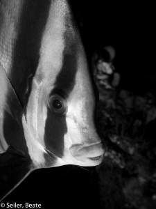 Batfish taken at Alam Batu housereef by Beate Seiler 